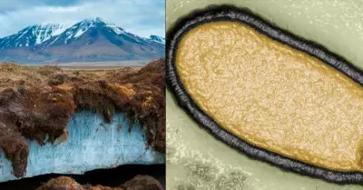 El virus fue descubierto en el permafrost siberiano.