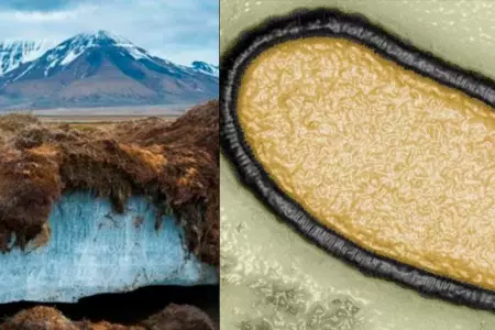 El virus fue descubierto en el permafrost siberiano.