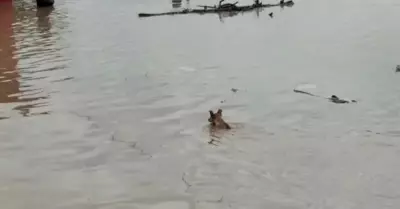 Perritos cruzan desborde del ro La Leche, en Lambayeque