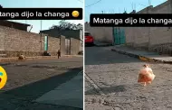 Video: No resisti! Perrito se roba bolsa de cocoliche, es perseguido y se convirti en viral en TikTok