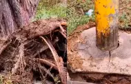 Lluvias en Chiclayo: Cae rbol de casi 50 aos y arrastra poste de alumbrado pblico