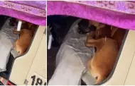 Mototaxista resguarda a un perro callejero en su vehculo para protegerlo de la lluvia