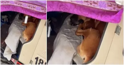 Mototaxista resguarda a un perro callejero