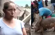Duea de cerdo rescatado en ro Chilln denuncia que sus vecinos lo cocinaron sin su autorizacin