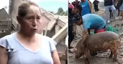 Cerdo rescatado en río Chillón fue cocinado
