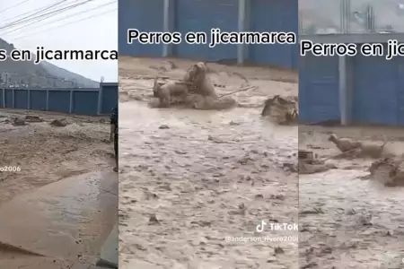 Perritos se pelearon en pleno huaico en Jicamarca