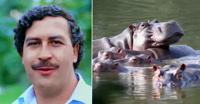 Los hipoptamos de Pablo Escobar son un problema para el ecosistema