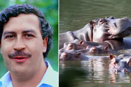 Los hipopótamos de Pablo Escobar son un problema para el ecosistema