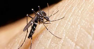 Dos distritos de Lima ya presentaron casos de dengue.