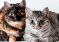 Trabajo soñado: Una pareja ofrece 58.000 libras al año por cuidar de sus dos gatos