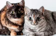Trabajo soado: Una pareja ofrece 58.000 libras al ao por cuidar de sus dos gatos