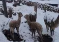 Cusco: 8 distritos de Chumbivilcas registraron nevadas de hasta 70 centímetros de alto