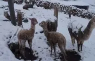 Cusco: 8 distritos de Chumbivilcas registraron nevadas de hasta 70 centímetros de alto