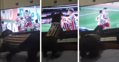 Perrito celebra los goles de Fluminense y es tendencia en TikTok