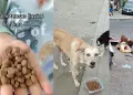Joven tiktoker brinda su ayuda a los animalitos de la calle.