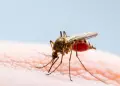 En Chimbote y Coishco hallan larvas de zancudo que transmite el dengue