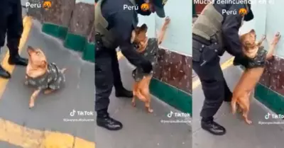 Perrito es intervenido por la Polica
