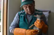 Increble! Serfor rescata zorro de tres meses de edad en cautiverio
