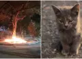 Al menos 50 gatitos perdieron la vida en incendio provocado en refugio de animales