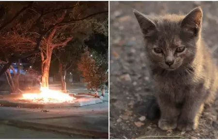 Incendian refugio de gatos