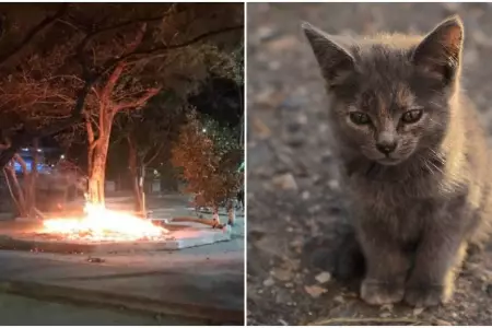 Incendian refugio de gatos