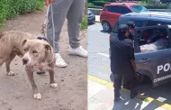Arequipa: Perro de raza Pitbull atac violentamente a un anciano de 60 aos hasta causarle la muerte