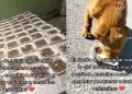 "Ella es mi héroe": Niña enternece las redes sociales al alimentar a perros abandonados