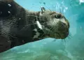 En busca del amor! Nutria gigante recorri ms de 2 mil kilmetros para hallar una nueva pareja