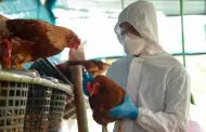 Alarma sanitaria! Chile reporta primer caso humano de gripe aviar dentro de su territorio