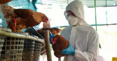 Chile reporta primer caso humano de gripe aviar