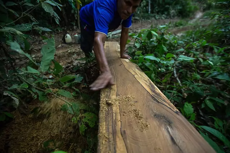proyecto de ley facilita la deforestacion