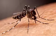 Piura: Se registran tres muertes por dengue