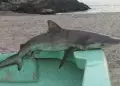 Reportan presencia de pequeños tiburones en Lima