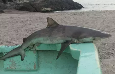 Reportan presencia de pequeños tiburones en Lima
