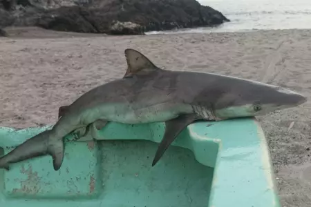 Reportan presencia de pequeos tiburones en Lima