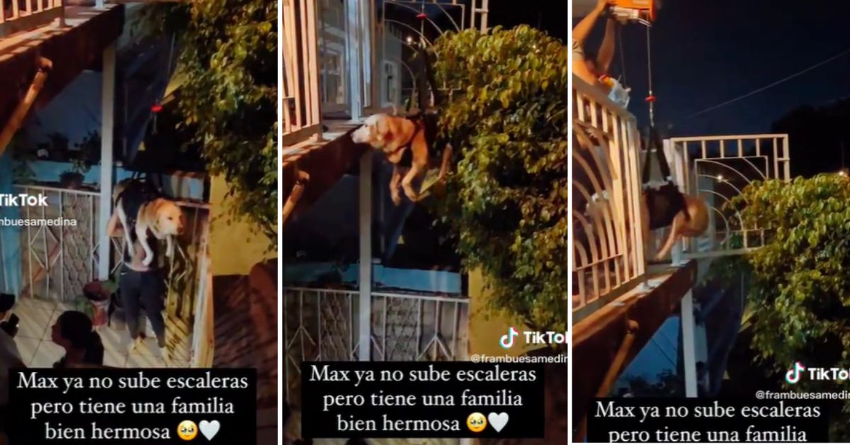¡Emotivo! Familia instala arnés porque su perrito adulto no puede subir ...