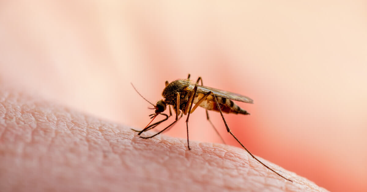 Estudio sobre el dengue determina que la saliva de mosquito puede debilitar nuestro sistema inmunitario