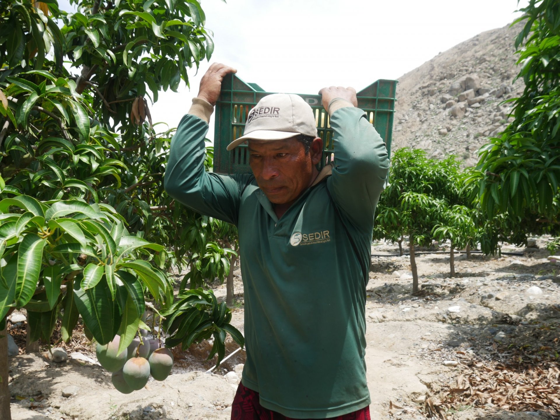 Campaña de exportación de mango dejó perdidas de hasta S100 mil soles