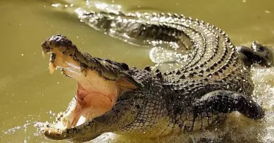 Taylen Mosley apareci en la boca de un cocodrilo.