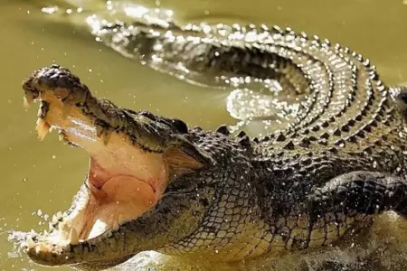 Taylen Mosley apareci en la boca de un cocodrilo.