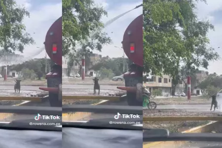 Trabajador de cisterna echa agua a un perrito de la calle.