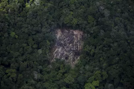 Deforestacin en Amazona brasilea cierra uno de los peores primeros trimestres
