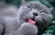 Tu gato ama las aceitunas?: Conoce 5 razones por las que las adora tanto