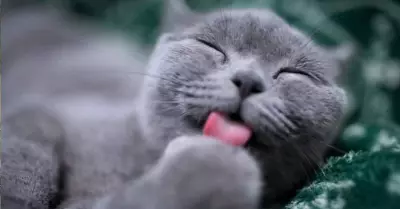 Razones por las que los gatos adoran las aceitunas.