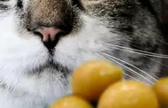 Todo con moderacin!: Descubre las razones por las que tu gato no debe abusar del consumo de las aceitunas