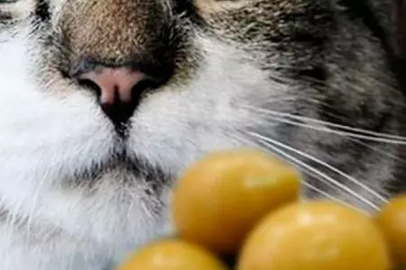 Razones por las que tu gato no debe abusar del consumo de las aceitunas.