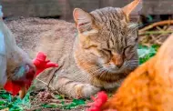 Alerta! Confirman la muerte de tres gatos contagiados con influenza aviar H5N1