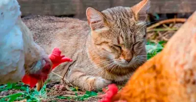 Confirman la muerte de tres gatos contagiados con influenza aviar H5N1.
