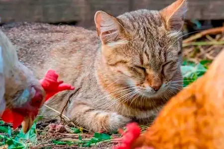 Confirman la muerte de tres gatos contagiados con influenza aviar H5N1.