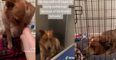 Perrito fue salvado de una eutanasia.